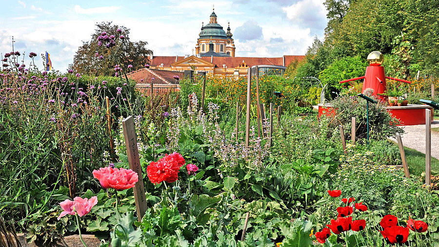 Sie sehen hier einen Gearten mit Mohnblumen und Lavendel. Im Hintergrund das Stift Melk.
